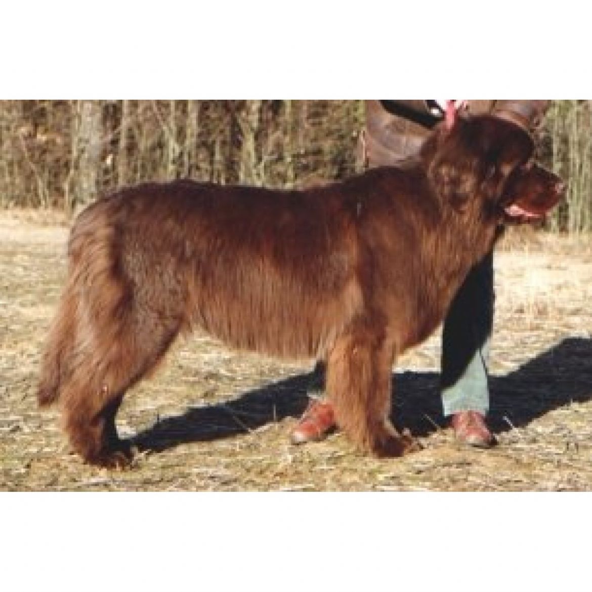 T Charming Chimera Avalon (05-02-1999)